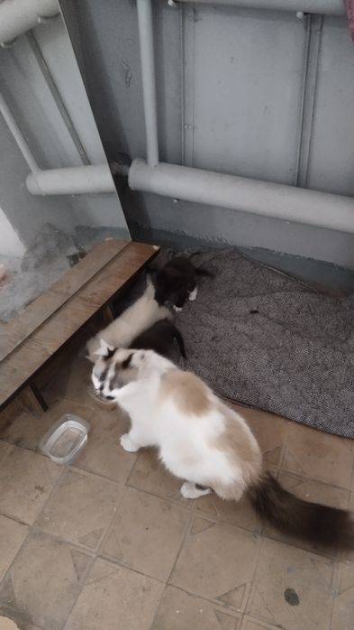 Котята в хорошие руки