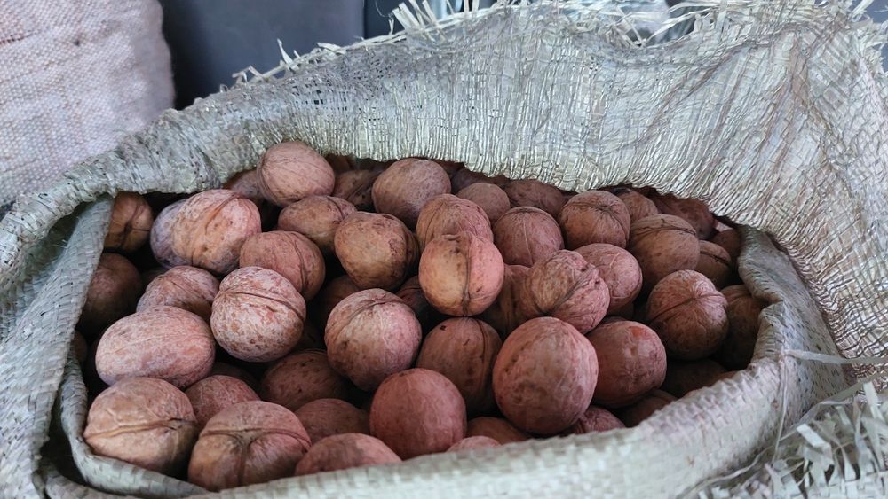 Грецкий орех 2025 года