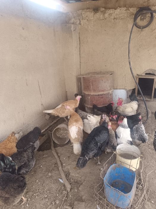 Срочно продам индюшек