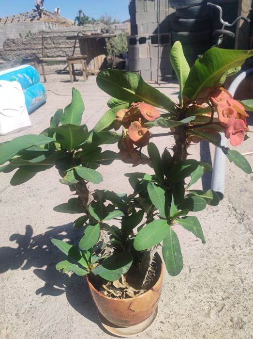 Комнатные цветы Малочай миля