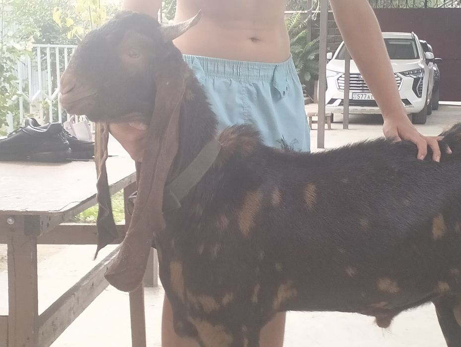 Жених ищет невесту