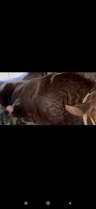 Toʻnali Buqala sotiladi