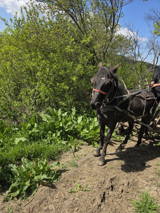 Cal de vanzare     .