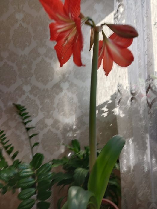 Продам домашние цветы