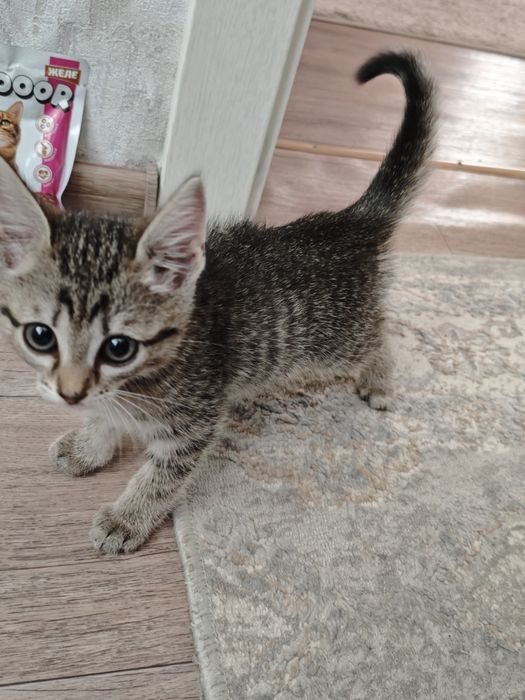 Котенок  домашний