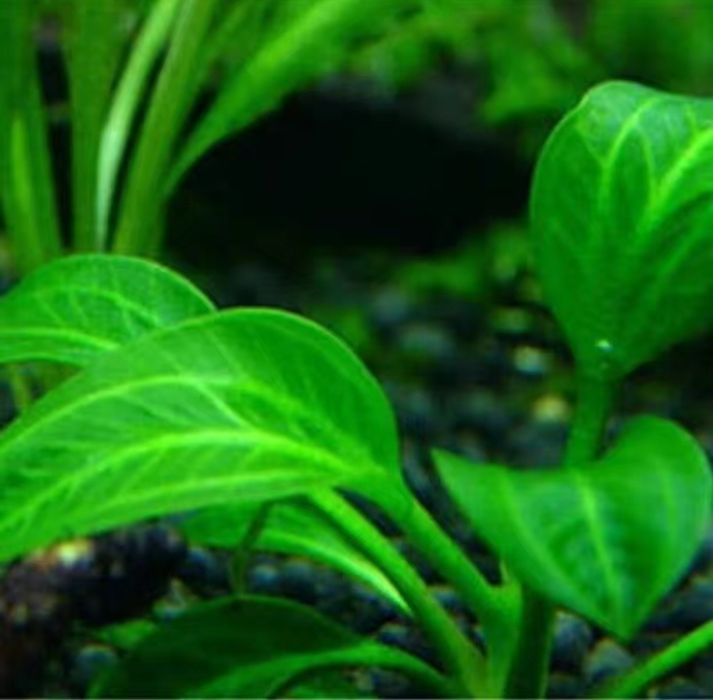 Продам семена аквариумные растени