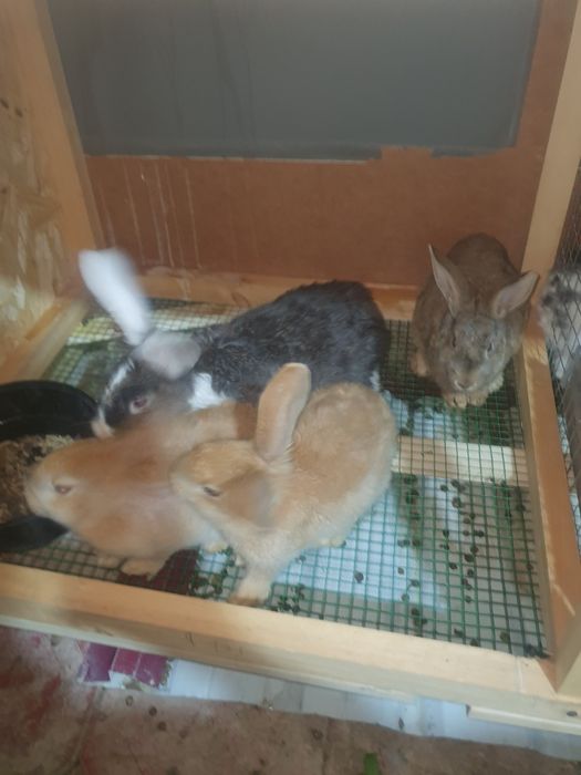 Quyon bolari sotiladi