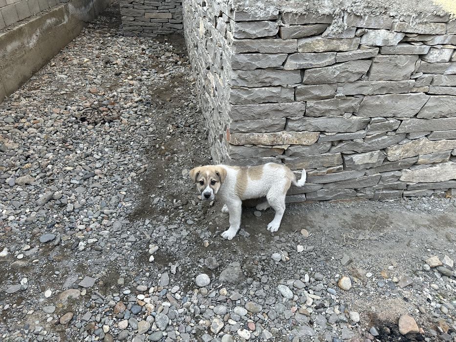 Собака алабай 2-3 месяца