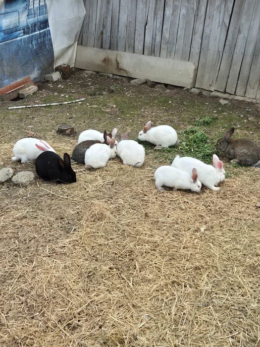 Vând iepuri de carne