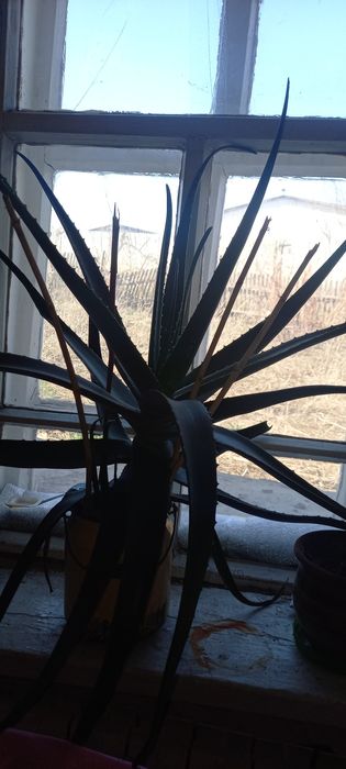 Продам Алое- вера возраст 3 года