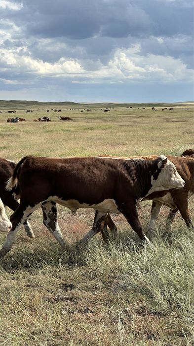 Подсос бұқалар акбас