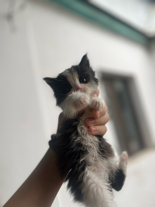 Отдаю котят в добрые руки.
