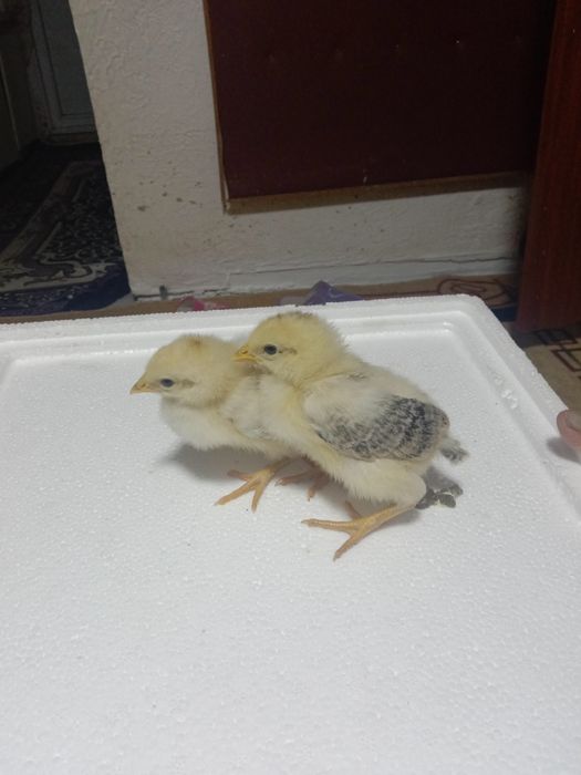 Цыплята суточные