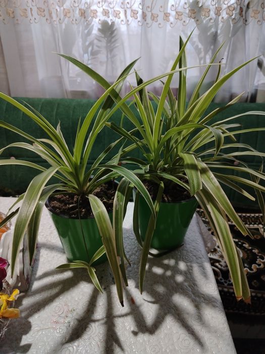 Комнатные цветы. Хлорофитум.