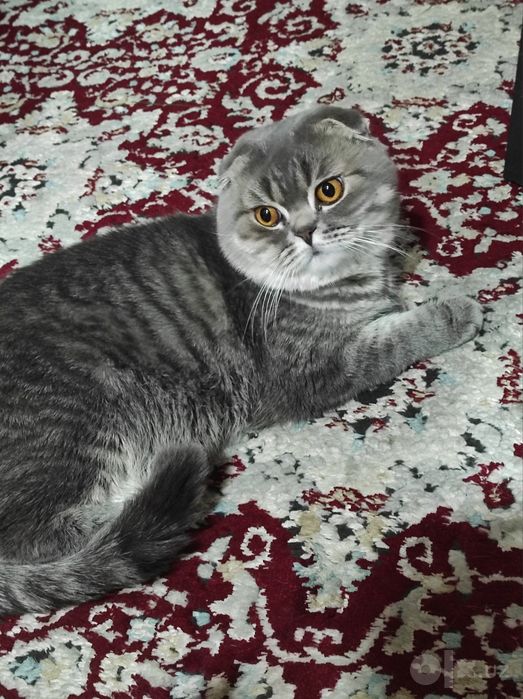 Котята породистые