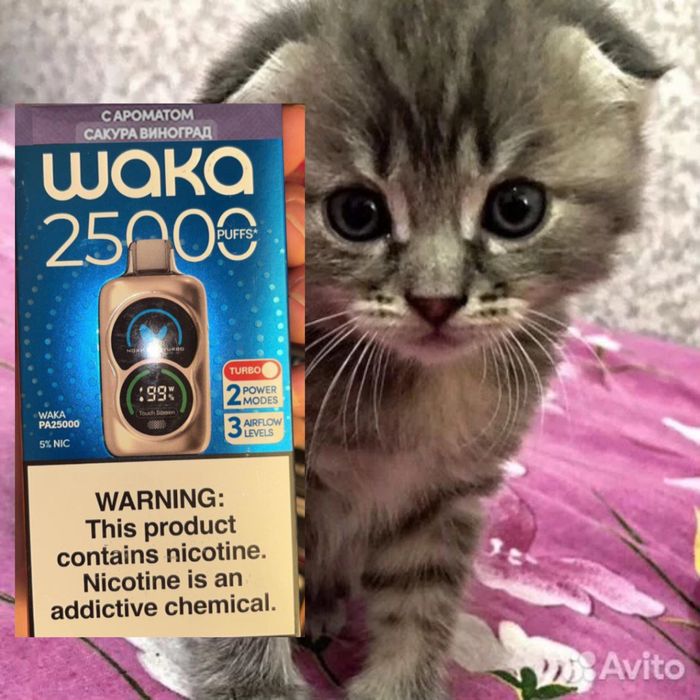 Вязка котов британский порода вак