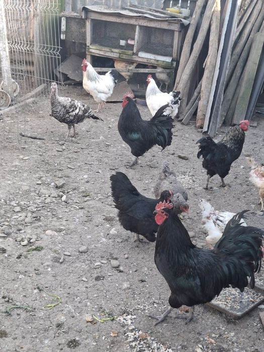 Cocosi susex si australorp