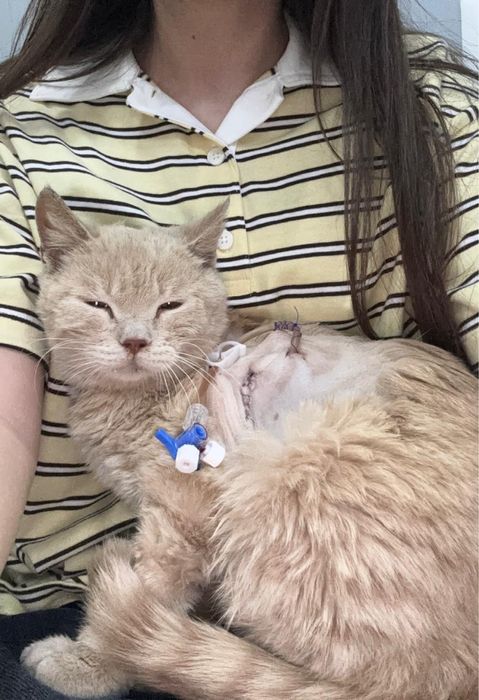 Отдаем кота в добрые руки