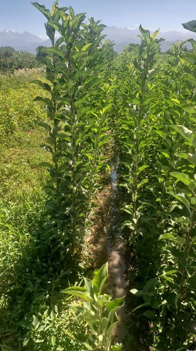 Саженцы яблони местные