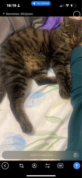 Yoshi kattaroq o’gil bola mushuk faqat mehribon inson kerak hadyaga