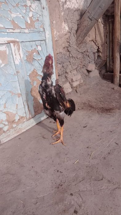 Дакан бойцовый петух