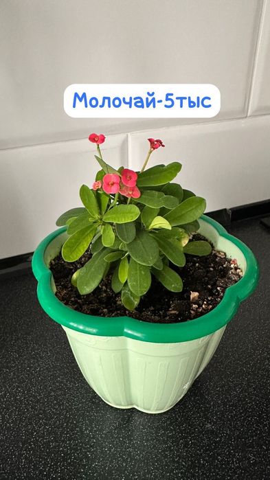 Молочай,Диффенбахия, пелея,декабрист