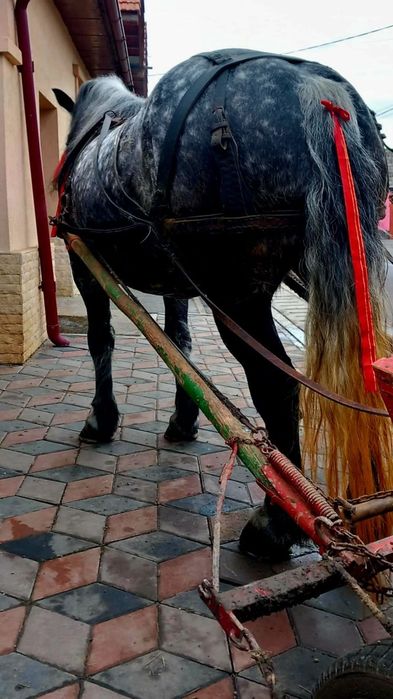 Iapă de 6ani de vânzare garantat de căruță și blândețe