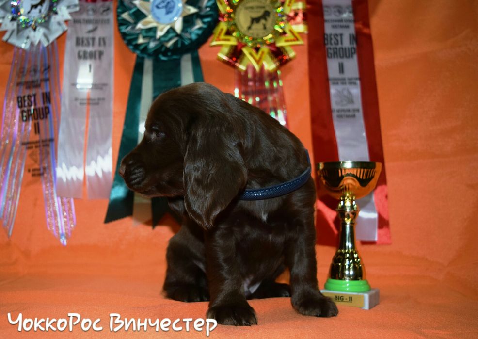 Спаниель Русский Охотничий