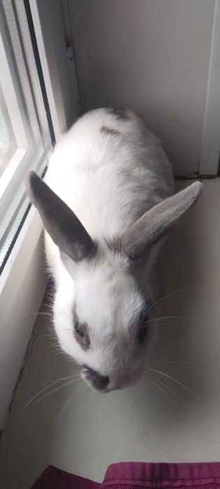 Продам милого кролика