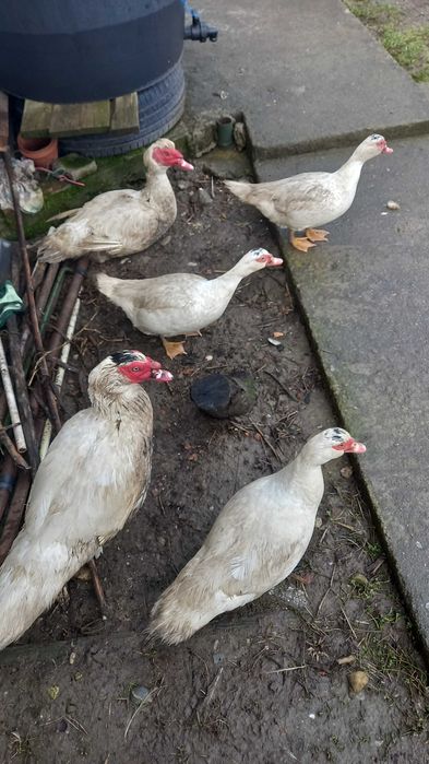 Rate mute,albe familie 2 ratoi si 3 rate