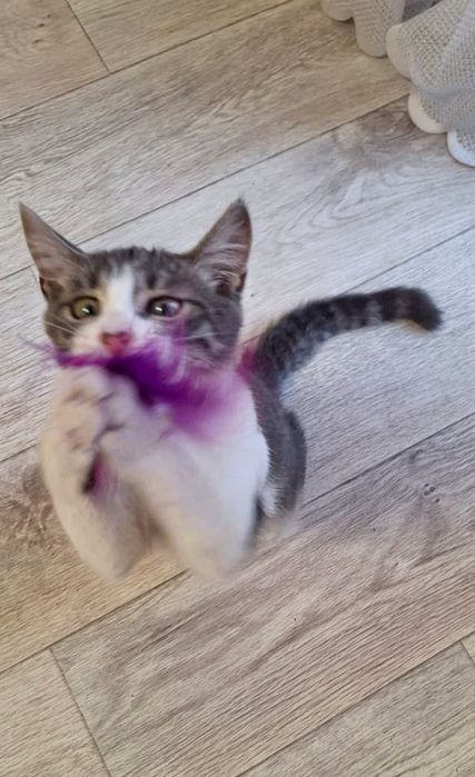 Срочно отдаётся котенок мальчик!