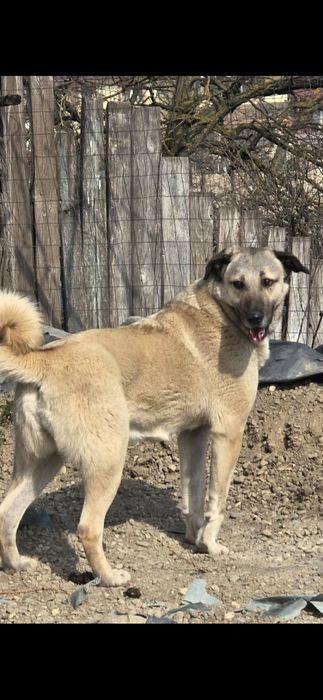 Azra – Kangal de rasă pură caută casă nouă