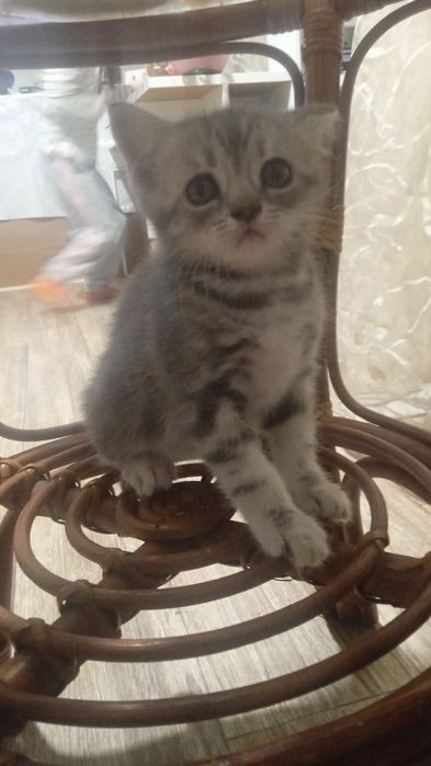 котята скотиш страйт