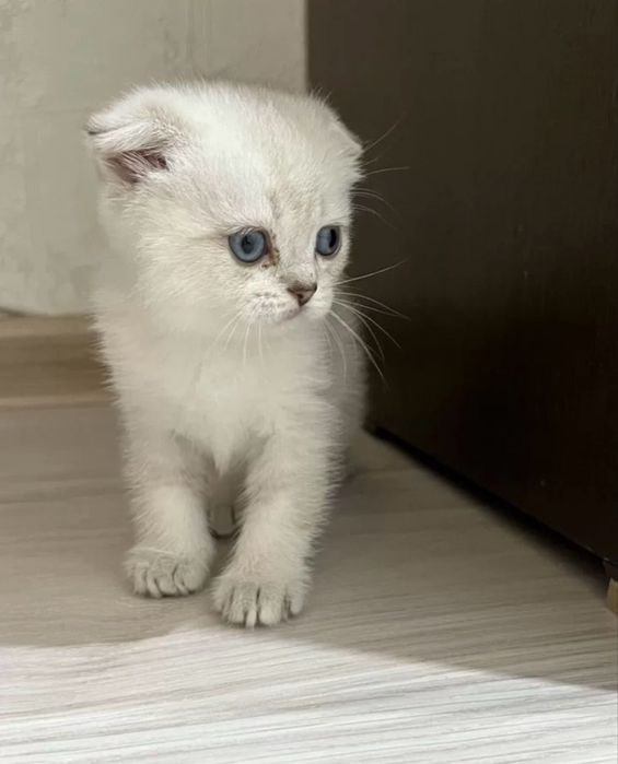 Шотланский вислоухий котенок
