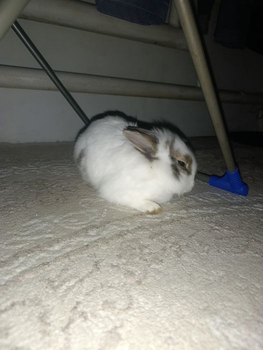 Продам декоративного кролика