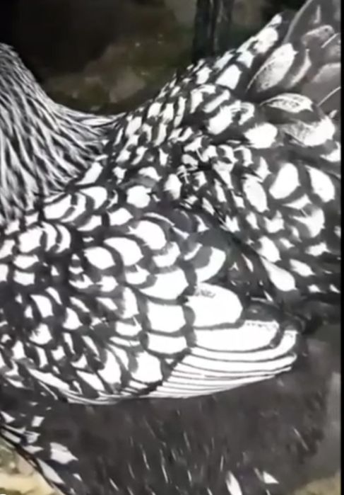 Wyandotte joʻjalari serebro. 1 xaftalik