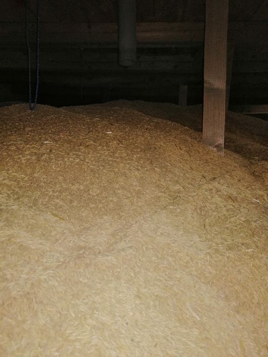 Vind ovăz de primavara