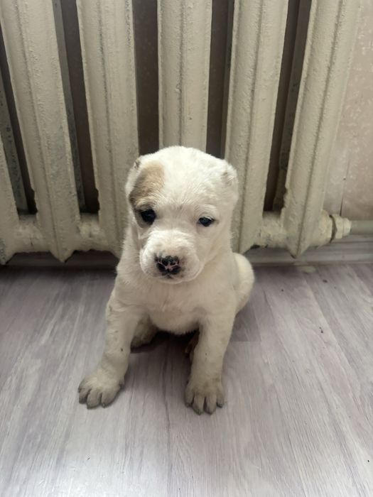 Продам шинки из хороших кровей бойсовый