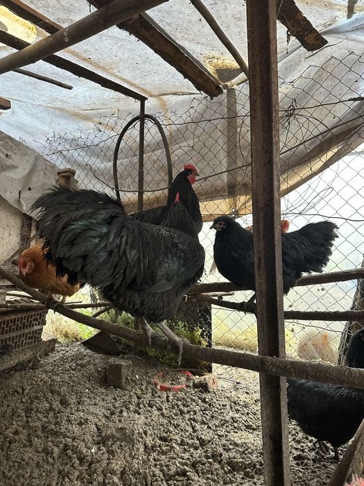 Cocosi austrolop si rate romanesti 8 luni