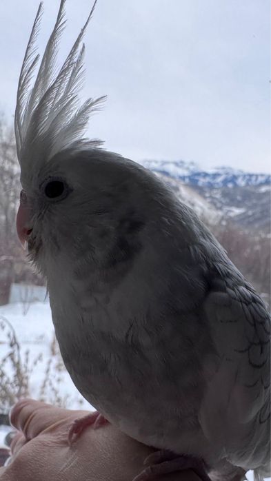 Попугай корелла ручной