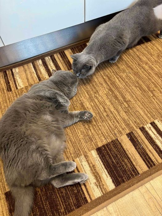 Британски късокосмеси котенца