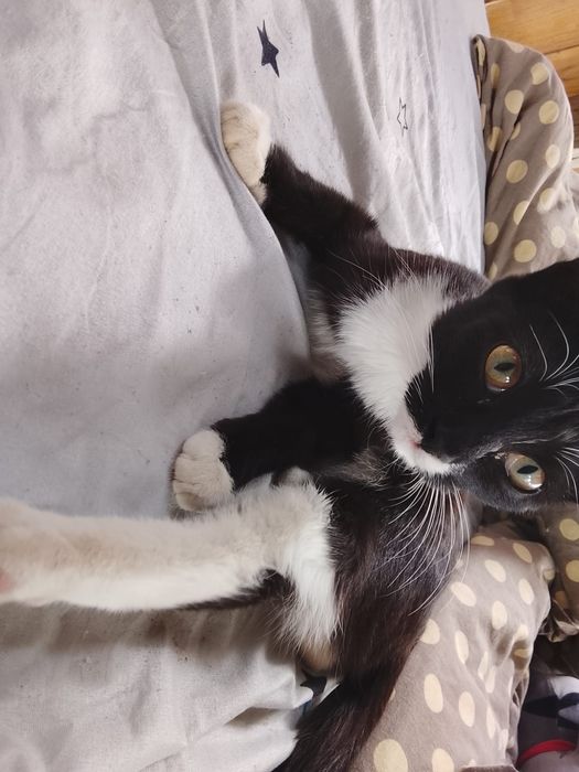 Котятки отдам в добрые руки