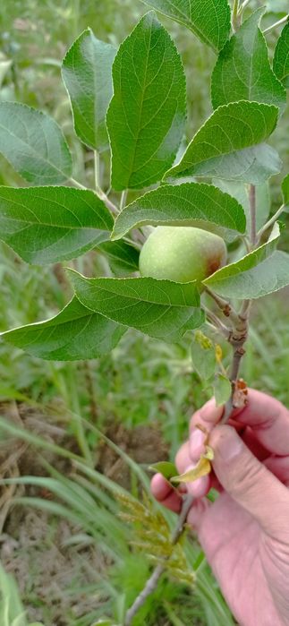 Пинк лейди Олма кучатларимиз бор 2 йиллик