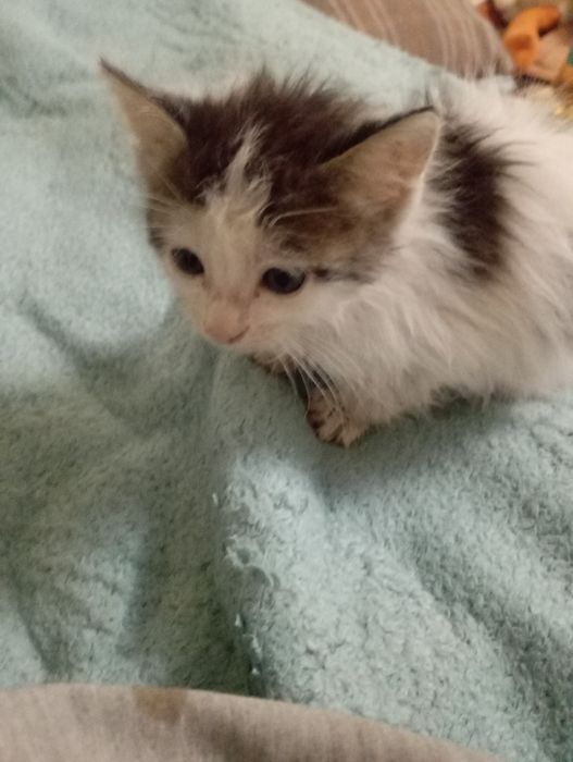 Котик в добрые руки