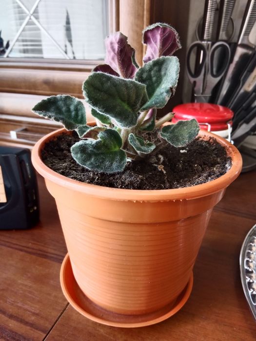 Продам домашние цветы