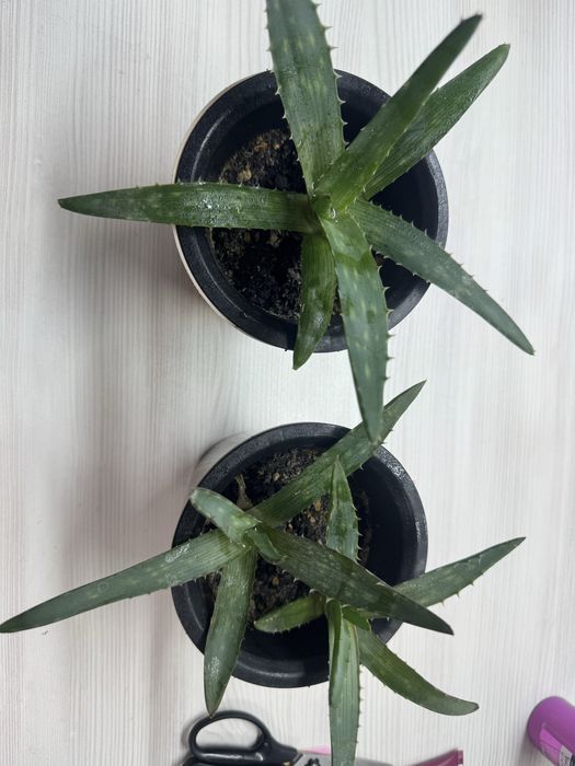 Продам ростения алоэ вера