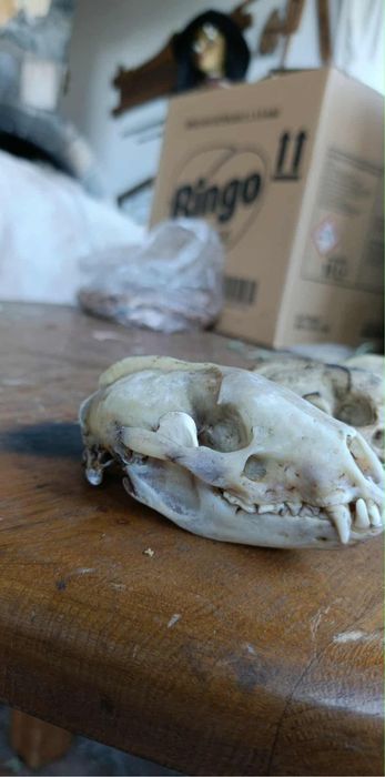 Кукерски маски рога черепи от крави, лисици, язовци,чакали,опашки