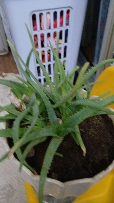 Комнатные растения.  Почти даром.