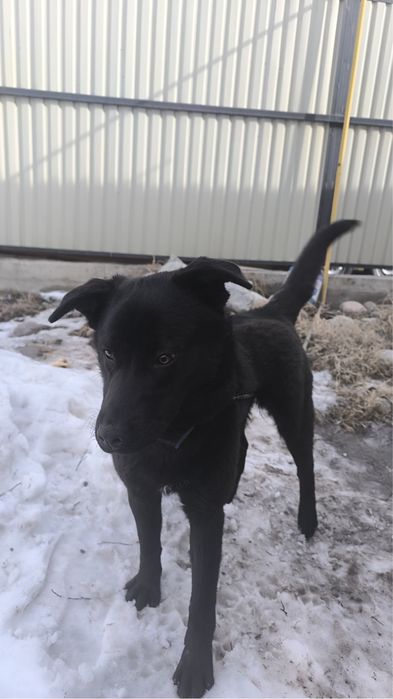 Лабрадор чистокровный 4 месяца
