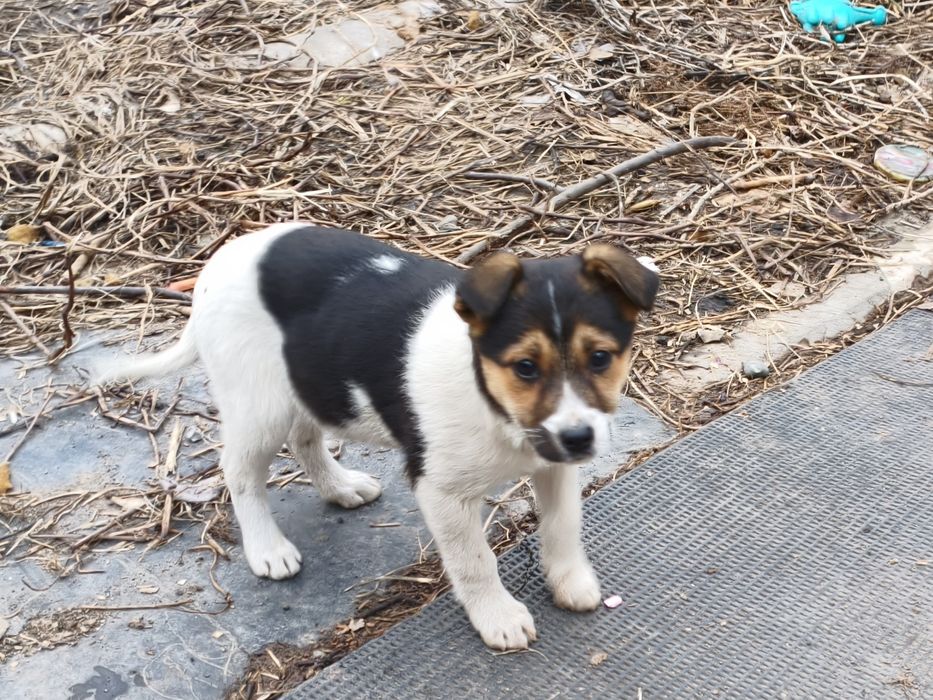 Отдам щинков дворняшки